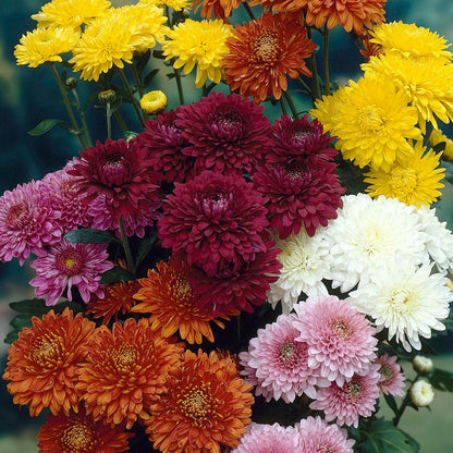 Winter Flower Zinnia Super Seeds