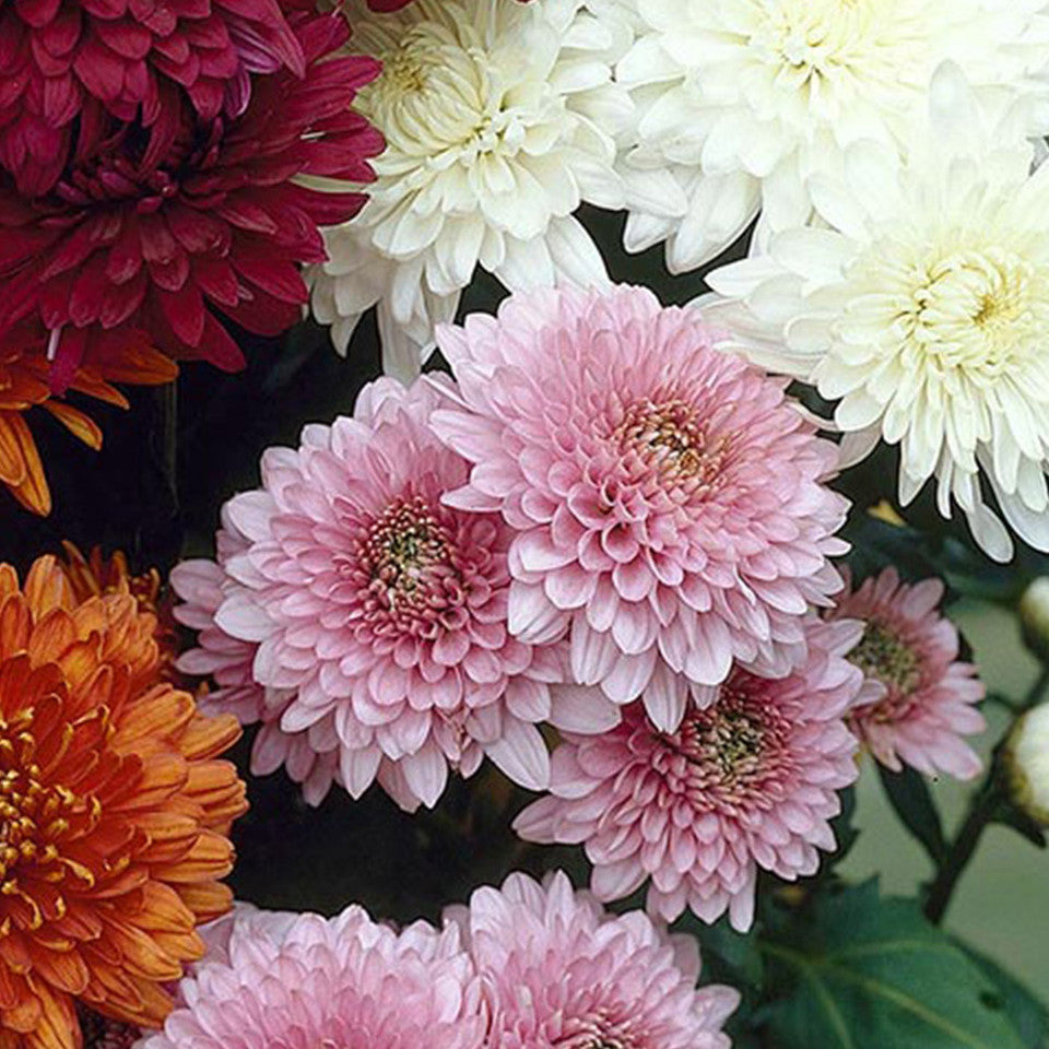 Winter Flower Zinnia Super Seeds